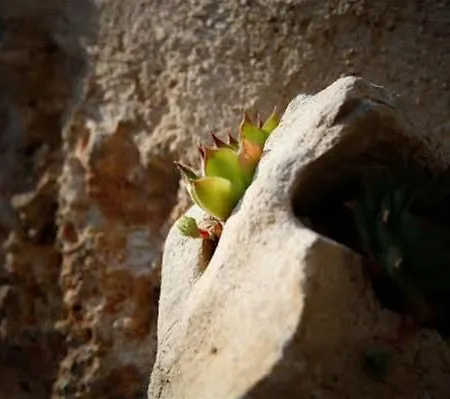Stein House Marasovic