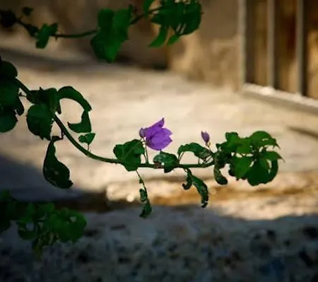 Stein House Marasovic 斯塔利格拉德-帕克利尼卡