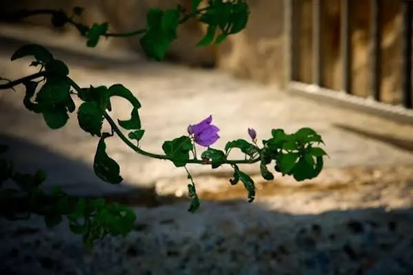 Stein House Marasovic Starigrad Paklenica